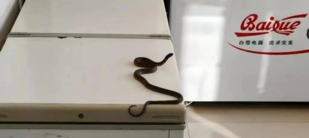 皇冠信用網在线开户_内蒙古赤峰有人拍到了“鸡脖子蛇”皇冠信用網在线开户,有毒!千万小心!