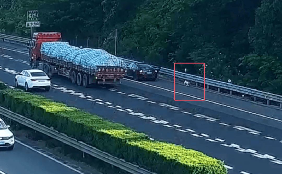 皇冠信用网会员开户申请
_“拉屎拉得全车都是!”男子应急车道停车铲屎皇冠信用网会员开户申请
,小狗差点闯祸,民警:罚