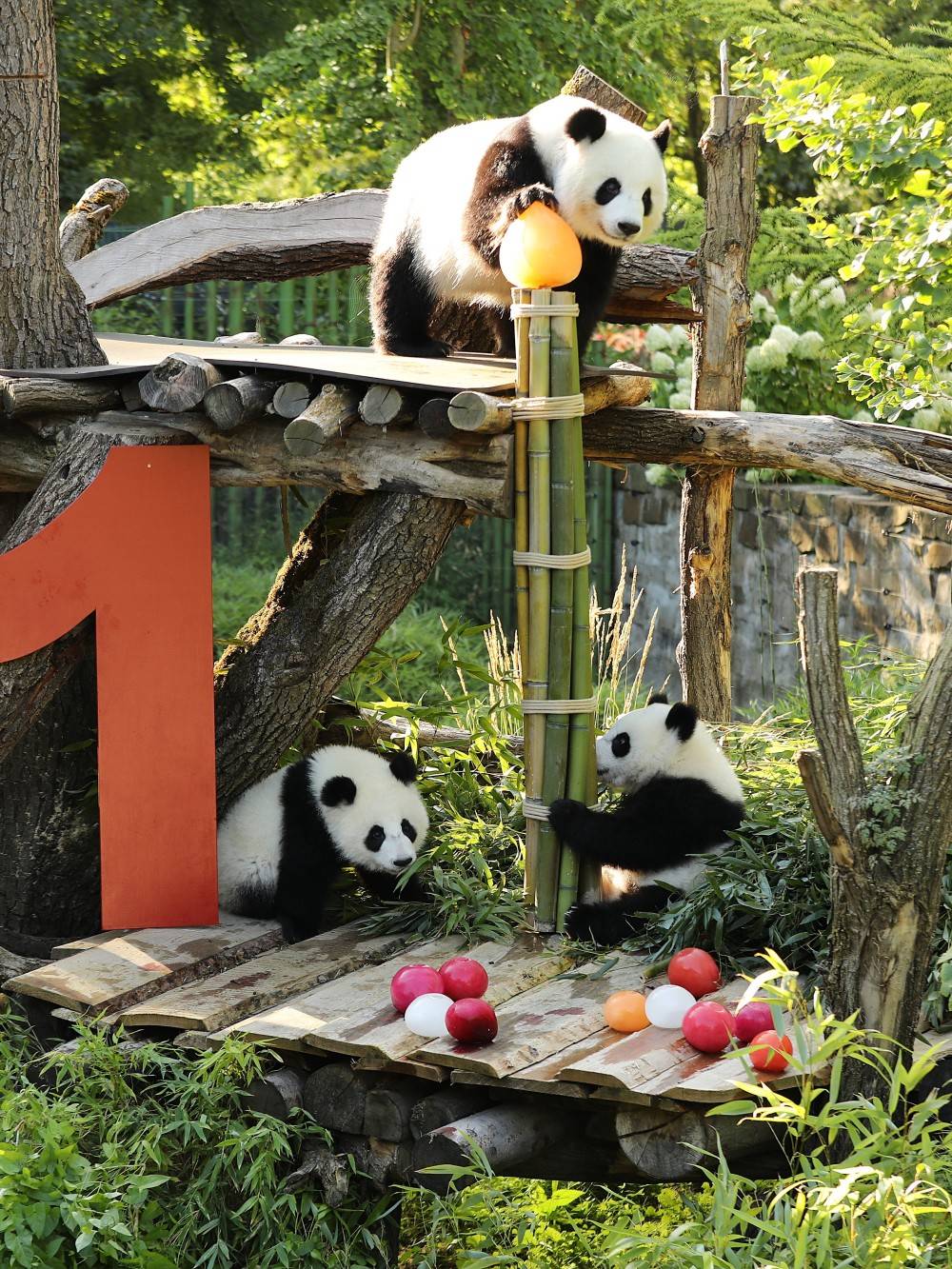 皇冠信用网账号注册
_在德出生的第二对大熊猫双胞胎迎来一岁生日