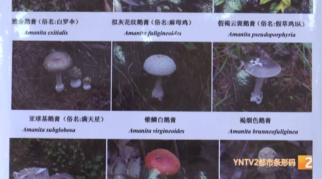 世界杯2026欧洲外围赛_云南毒菌名单公布世界杯2026欧洲外围赛!见手青被“除名”!新增→