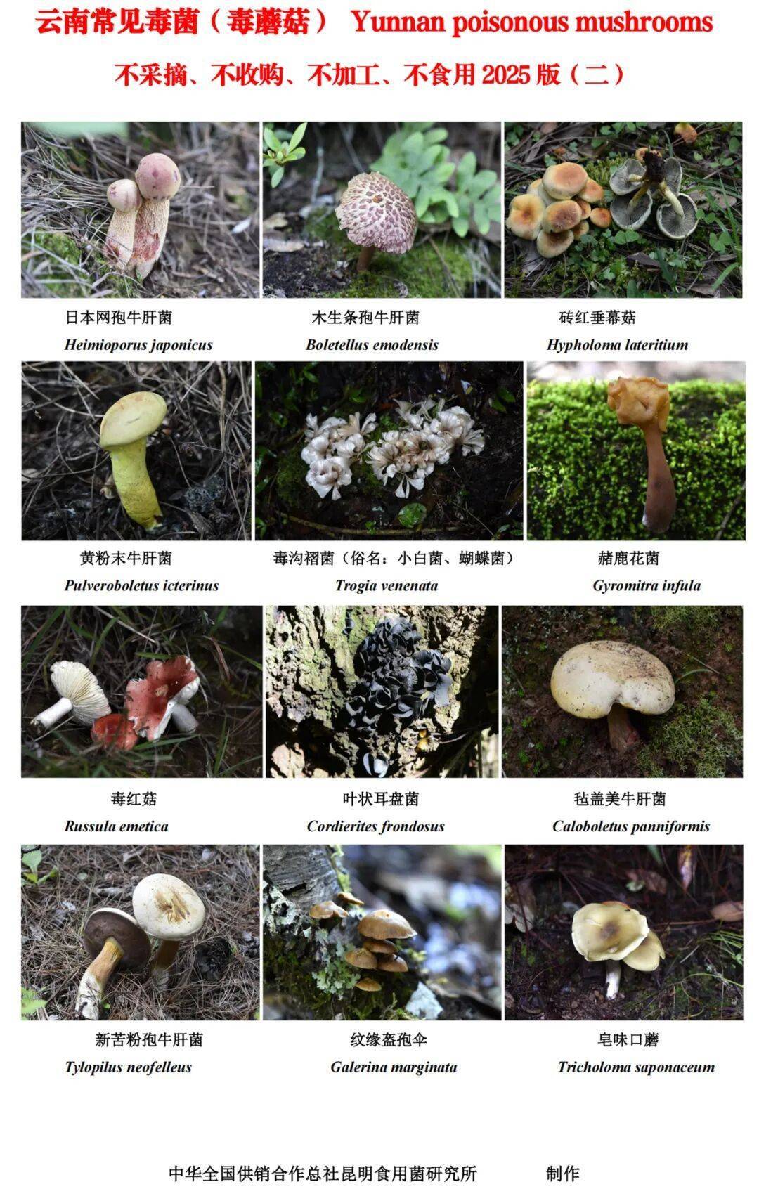 世界杯2026欧洲外围赛_云南毒菌名单公布世界杯2026欧洲外围赛!见手青被“除名”!新增→