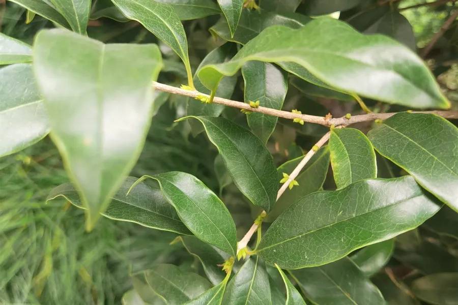 皇冠信用盘开户_上海天气大反转!雨水+冷空气来袭皇冠信用盘开户,气温将骤降...“差不多行了,再热就不礼貌了”