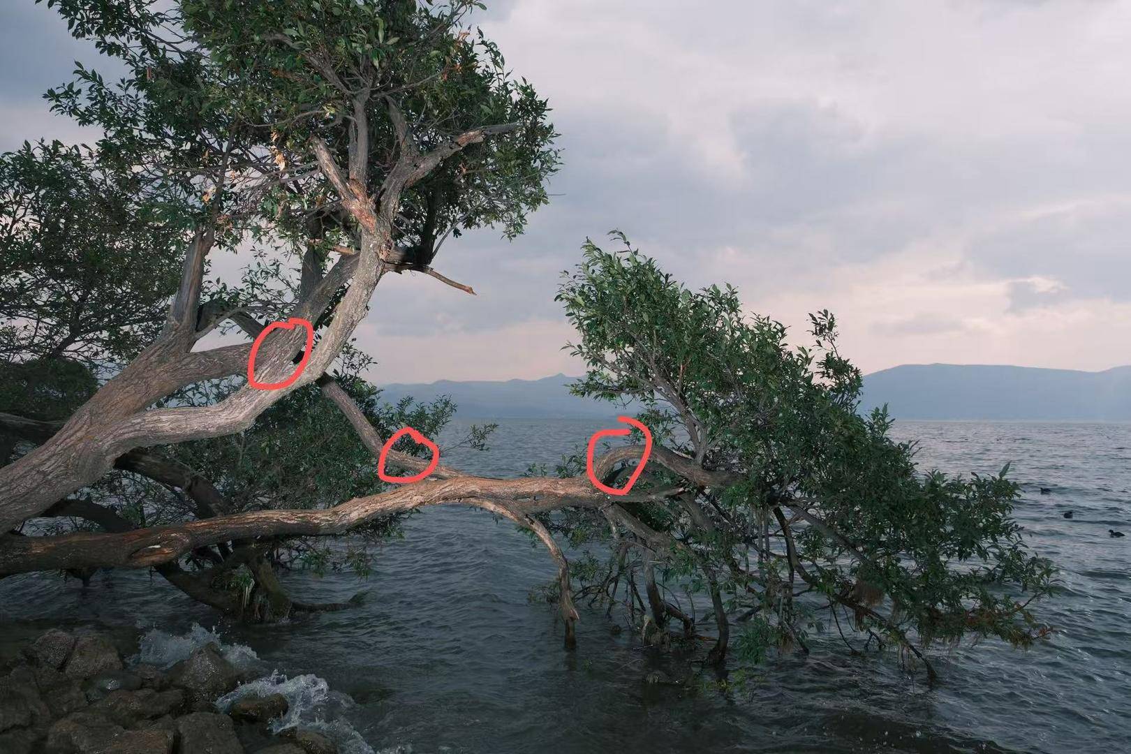 皇冠信用盘在哪里注册
_大理洱海摄影师反映网红“歪脖子树”多处被锯 洱海管理局工作人员:情况正在核查