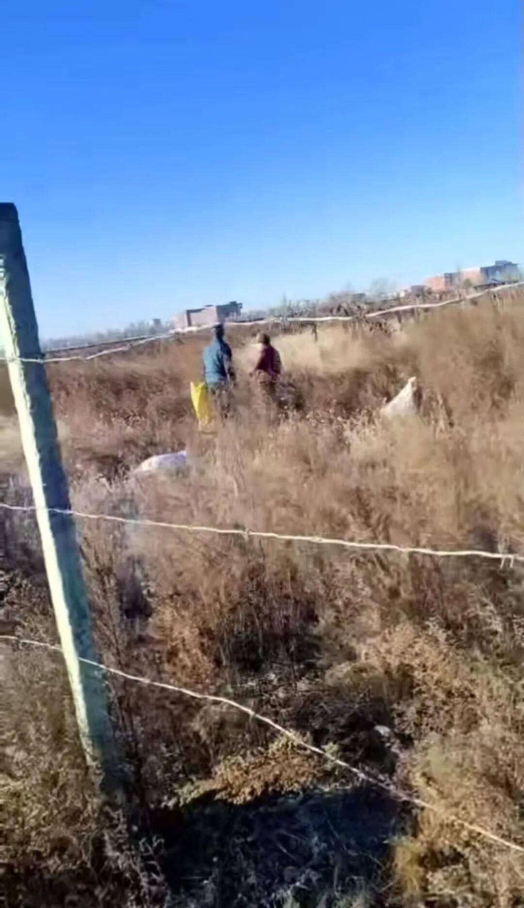 皇冠信用网
_百亩向日葵遭村民哄抢皇冠信用网
,损失50万元!警方已行拘4人