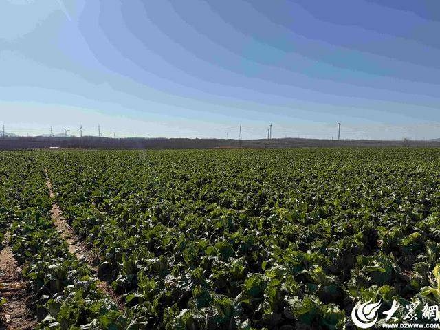 皇冠体育App下载
_山东青岛:全国首批“板蓝根白菜”喜获丰收皇冠体育App下载
,正式上市!首批10万棵已被上海采购商“包圆”