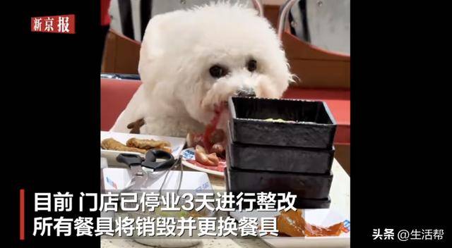 皇冠信用网登2代理_合肥一烤肉店回应宠物狗上桌吃饭:停业3天整改皇冠信用网登2代理,所有餐具将销毁并更换