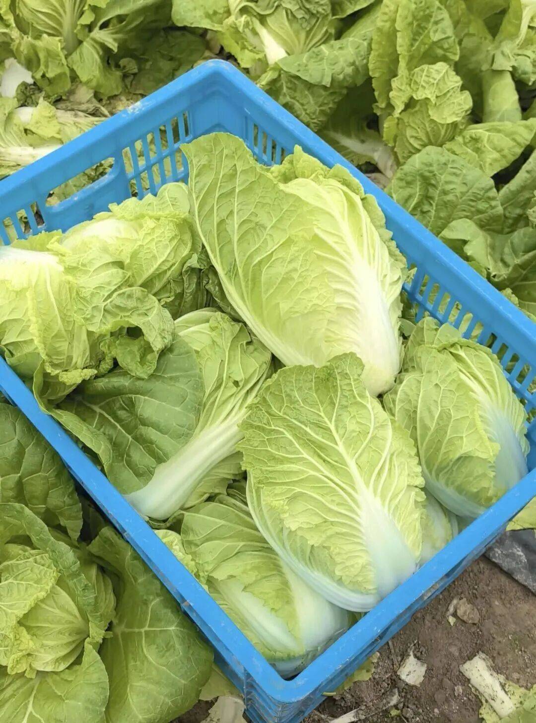 NBA篮球球探_29岁儿子突发心梗离世NBA篮球球探，家里上万斤蔬菜滞销！浙江60岁大伯绝望痛哭，短短一天后……