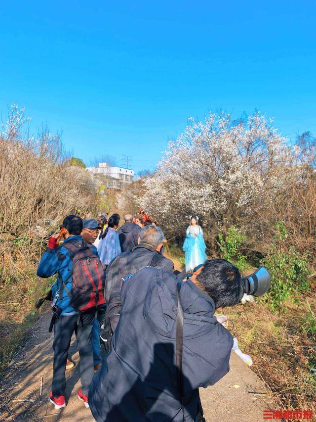 皇冠信用网平台_梅花开了！长沙“梅花季”提前报到皇冠信用网平台，这份赏梅攻略请收好