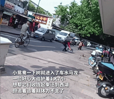 皇冠信用网代理登3_杭州闹市区皇冠信用网代理登3,女子突然发现一群小鸳鸯在自家水缸喝水,一共11只!她马上做了个决定……