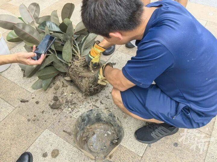 亚洲杯足球比分_女子59.8元买的盆栽18天爬出4条蛇亚洲杯足球比分,扒开泥土还有蛇蛋