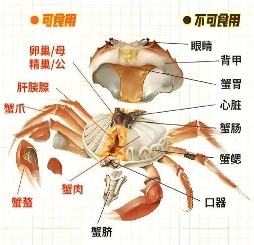 皇冠登3代理申请_价格“崩了”皇冠登3代理申请,有些跌至5元一只!这种美味已大量上市,老板:再等等,更肥更便宜……